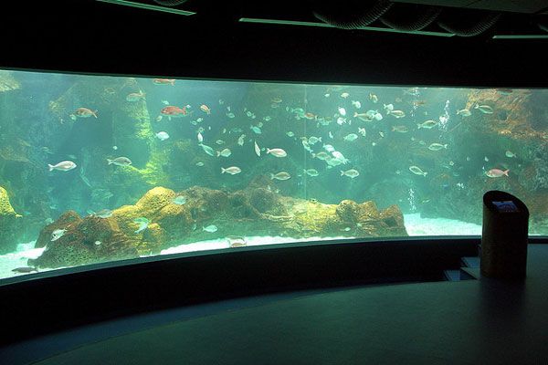 Grecja (Kreta) | Ciekawą atrakcją – szczególnie dla najmłodszych – jest Akwarium Morskie w Gournes