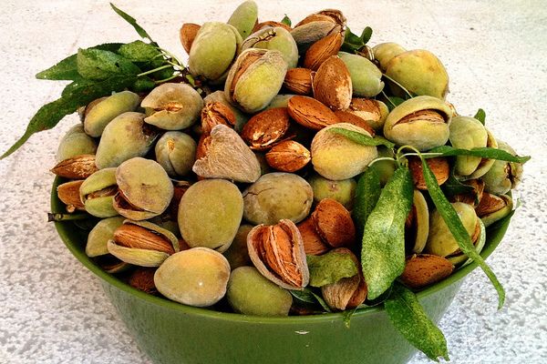 Grecja | Migdały to smakowity symbol Grecji