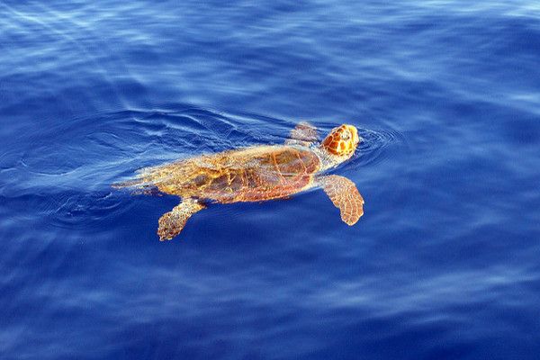 Grecja | Pływający w Morzu Jońskim żółw caretta-caretta