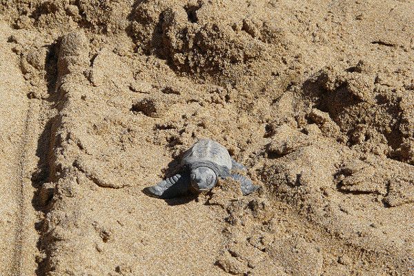 Grecja | Żółwik caretta-caretta zmierząjący do wody
