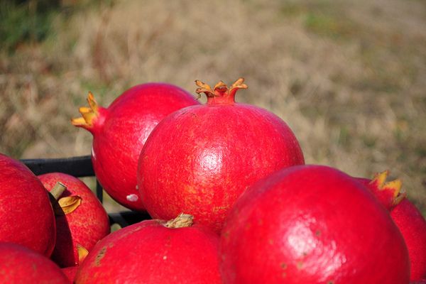 Grecja | W Grecji kupimy też soczyste granaty