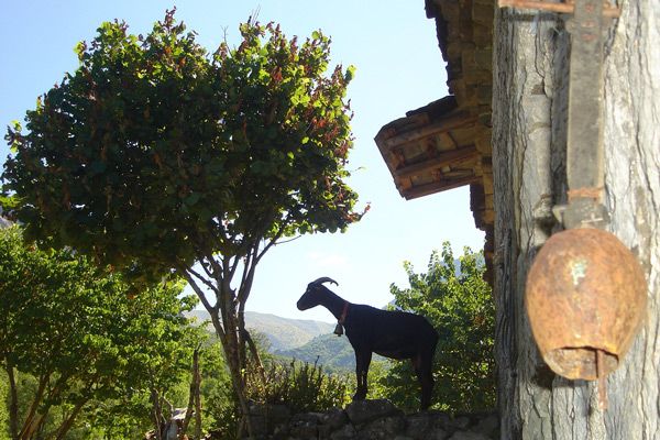 Grecja | Krajobraz z koziołkiem