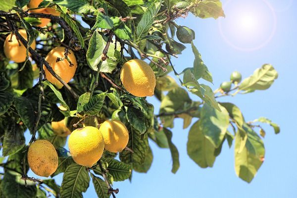Grecja | Skąpane w greckim słońcu cytryny