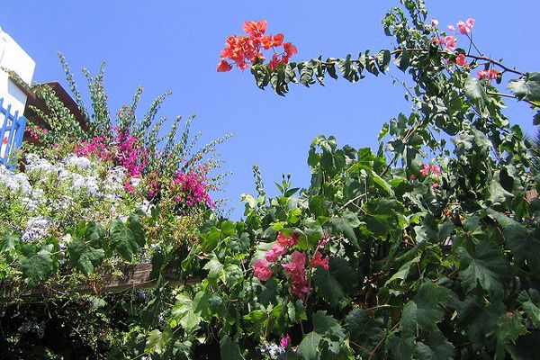 Grecja | Kwiaty Grecji