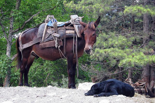 Grecja | Osiołek wśród górskich zboczy