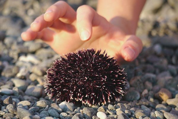 Grecja | Jeżowiec na greckiej plaży