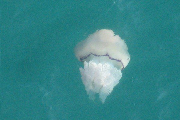 Grecja | Parzydełka meduzy będące jej bronią, 