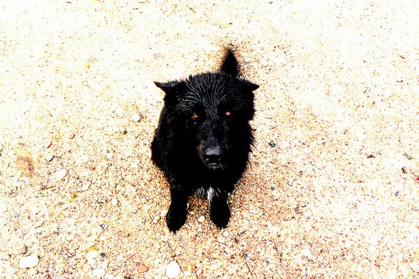 Grecja | W Grecji stale rośnie liczba bezdomnych zwierząt