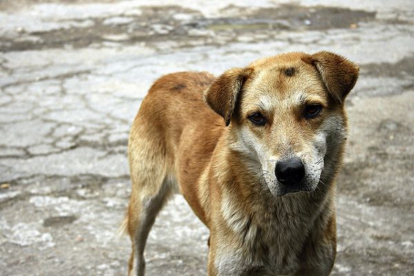 Grecja | Wielu Greków nie stać na utrzymanie zwierząt, w czasie kryzysu gospodarczego każdy oszczędza