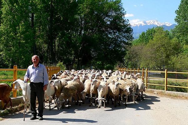 Grecja | Najczęściej hodowanym w Grecji zwierzęciem są owce. Górskie łąki i pastwiska dostarczają dobrych warunków do ich wypasu.