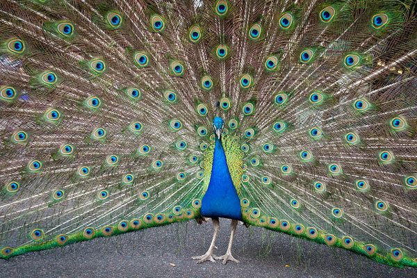 Grecja | Jednym z atrybutów Hery był wachlarz z pawich piór