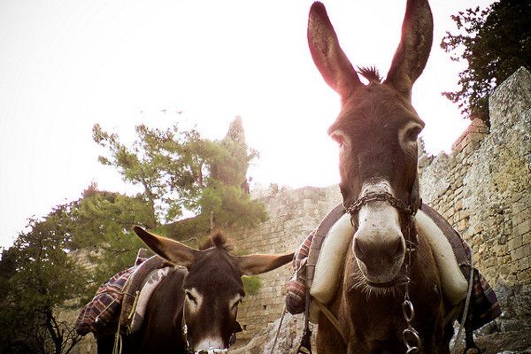 Grecja | Osiołki z Lindos