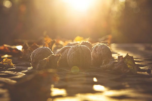 Grecja | Jesienne, orzechowe impresje prosto z Aten