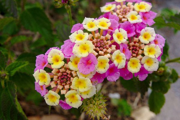 Kreta leży w strefie klimatu śródziemnomorskiego