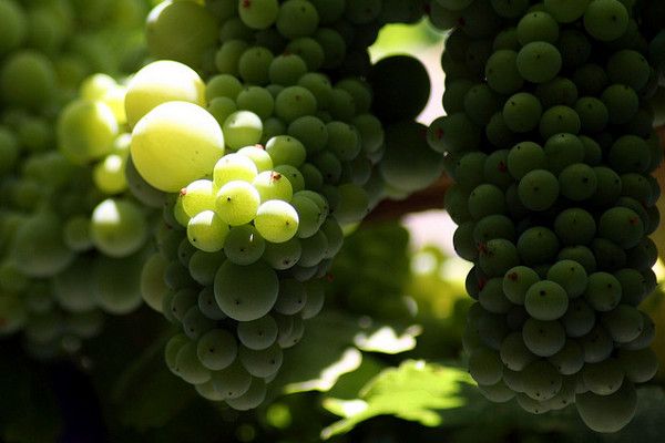 Grecja | Słodkie winogrona Muscat